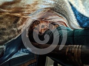 Curious Kitten Peeking from Under Blanket, Cozy Indoor Setting