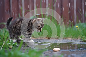 curious kitten, peering at a puddle forming in the yard, rain falling