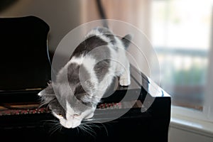 Curious Kitten ready to jump from the edge of a Piano