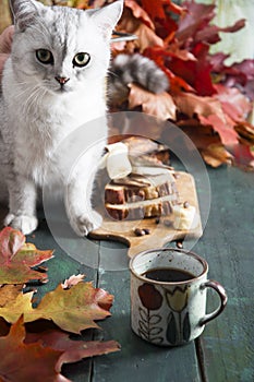 a curious kitten sits on a table with a banana pie against bright autumn leaves,