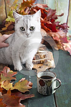 a curious kitten sits on a table with a banana pie against bright autumn leaves,