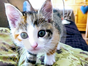 Curious kitten walking and looking. Cat indoors on lab.