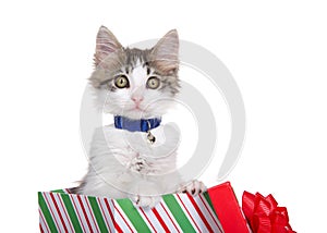 Curious kitten wearing collar popping out of Christmas present