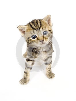 Curious kitten on white background