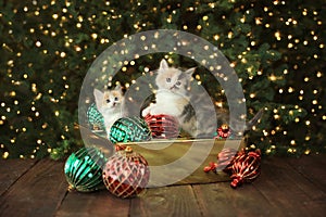 Curious Kittens in an Ornament Box For Christmas