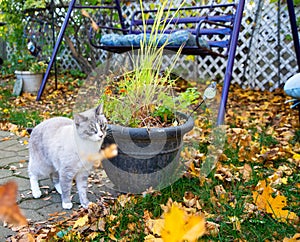 An Autumn Kitty Exploring