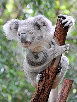 Curious koala photo