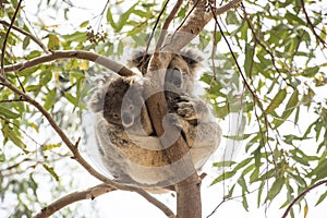 Curious koala baby with sleepy mummy, Kangaroo Island, Australia photo