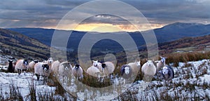 Curious Lakeland sheep.