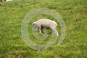 Curious lamb on green hillside