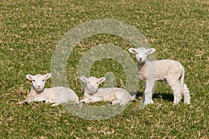 Curious lambs