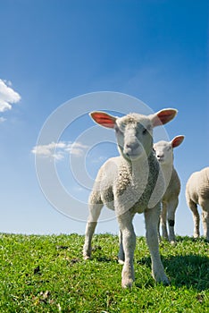 Curious lambs in spring