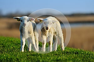 Curious lambs in spring