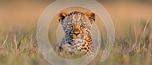 Curious leopard cub in tall grass