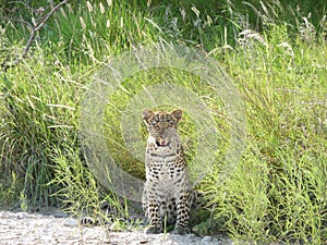 Curious leopard