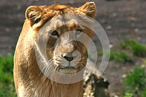 Curious lioness