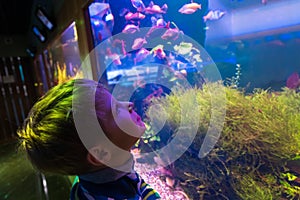Curious little boy watching fishes in large aquarium