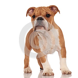 Curious little brown english bulldog puppy dog standing