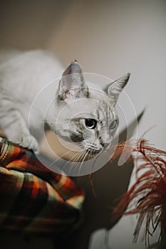 Curious little cat sniffing the feathers