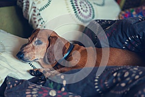 Curious little dog, the dachshund is lying on the couch