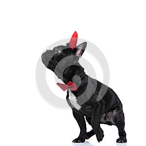 Curious little french bulldog baby dog with headband and bowtie looking up