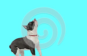 curious little french bulldog looking up and panting on blue background