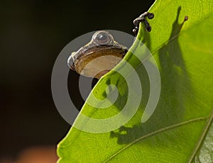 Curious little frog peeping over edge of leaf