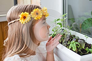 Curious Little Girl Admiring Fresh Herbs Growing on White-Painted Windowsill at Home