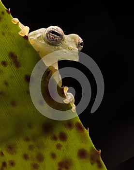 Curious little glass frog peeping over leaf edge with big beautiful eyes