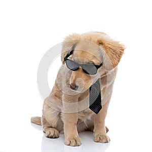 Curious little golden retriever dog looking over sunglasses