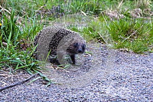 The curious little hedgehog walking along the path in the park