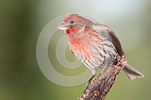 Curious Little House Finch Perched in a Tree