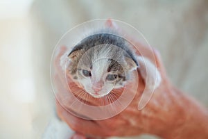 Curious little kitten sitting in human hand on white background