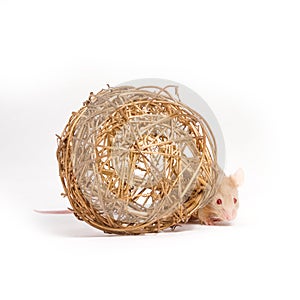 Curious little mouse hides behind the decorative ball
