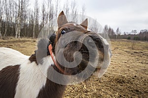Curious little pony focus on nose