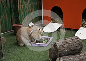 A curious little rabbit