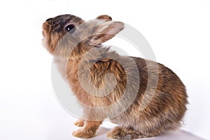 Curious little rabbit