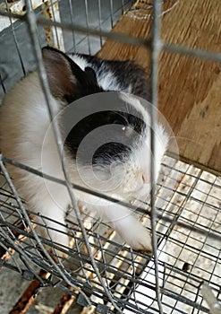 Curious little rabbit