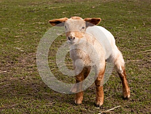 Curious little springtime lamb