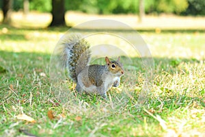 Curious little squirrel