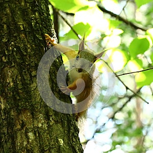 Baby squirrel on a tree
