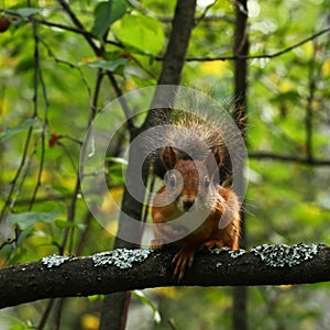 Squirrel on a tree