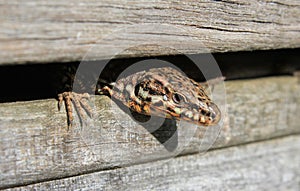 Curious lizard close-up portrait