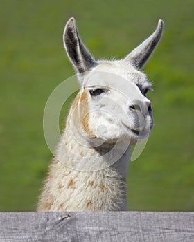 Curious Llama