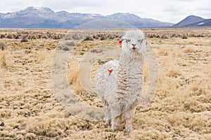Curious llama with decoration