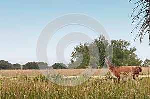 curious llama in the field