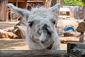 Meeting the Curious Llama