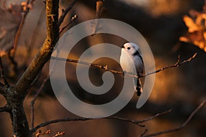 Curious Long-tailed tit, Aegithalos caudatus looking for some food in the middle of autumnal boreal forest.