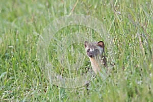 A curious long-tailed weasel photo