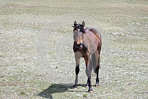 Curious look from sorrel chestnut colt wild horse in the Pryor mountains of the western USA